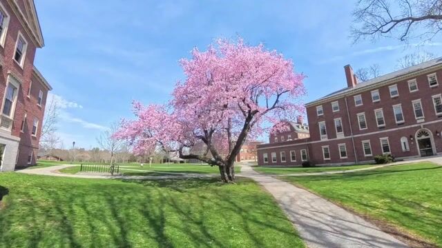 Cherry Tree2026 loop